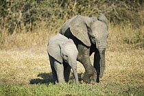 African Elephant (Loxodonta africana) juvenile and calf, Kruger National Park, South Africa