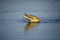 Nile Crocodile (Crocodylus niloticus) sticking head out of water, Kruger National Park, South Africa