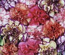 Pink (Dianthus sp) carnation flowers