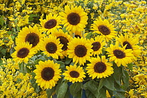 Sunflower (Helianthus sp) bouquet
