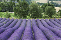 Lavender (Lavandula sp) field flowering