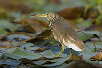 Chinese Pond-Heron (Ardeola bacchus), Bueng Boraphet, Thailand