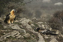 Bearded Vulture (Gypaetus barbatus), Pyrenees, Spain