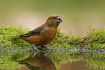 Red Crossbill (Loxia curvirostra) male at pond, Utrecht, Netherlands