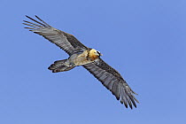 Bearded Vulture (Gypaetus barbatus) flying, Wallis, Switzerland