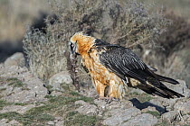Bearded Vulture (Gypaetus barbatus) carrying bone, Pyrenees, Spain