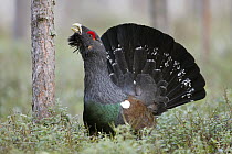 Western Capercaillie (Tetrao urogallus) male displaying, Russia