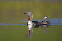 Red-throated Loon (Gavia stellata) swimming with juvenile, Myvatn, Iceland