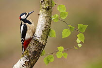 Great Spotted Woodpecker (Dendrocopos major) male, Asturias, Spain