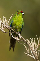 Red-fronted Parakeet (Cyanoramphus novaezelandiae), New Zealand