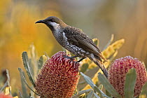 Western Wattlebird (Anthochaera lunulata) on banksia, Western Australia, Australia