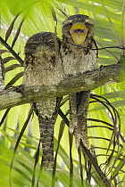 Papuan Frogmouth (Podargus papuensis) pair, one in defensive display, Queensland, Australia
