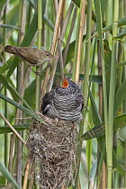 Eurasian Reed-Warbler (Acrocephalus scirpaceus) feeding Common Cuckoo (Cuculus canorus) chick, Saxony-Anhalt, Germany