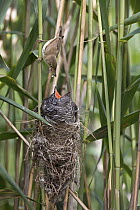 Eurasian Reed-Warbler (Acrocephalus scirpaceus) feeding Common Cuckoo (Cuculus canorus) chick, Saxony-Anhalt, Germany