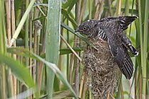 Common Cuckoo (Cuculus canorus) chick in nest, Saxony-Anhalt, Germany