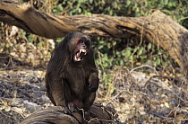 Stump-tailed Macaque (Macaca arctoides) male with open mouth in threat display, Thailand