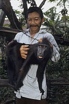 Celebes Black Macaque (Macaca nigra) chained up and held by owner, native to Asia
