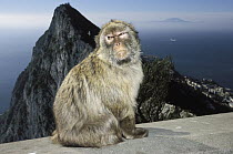 Barbary Macaque (Macaca sylvanus) on cement with city in background, Gibraltar, United Kingdom