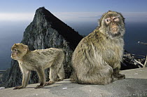 Barbary Macaque (Macaca sylvanus) mother and young on cement with city in background, Gibraltar, United Kingdom