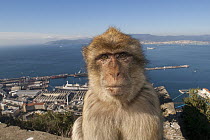 Barbary Macaque (Macaca sylvanus) on cement with city in background, Gibraltar