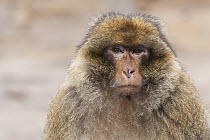 Barbary Macaque (Macaca sylvanus), Azrou, Morocco