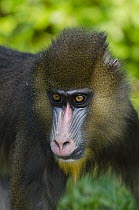 Mandrill (Mandrillus sphinx) sub-adult male, native to central Africa