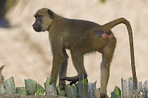 Yellow Baboon (Papio cynocephalus) walking on roof with broken glass placed there to discourage the animals, Kenya