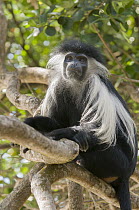 Peters's Angola Colobus (Colobus angolensis palliatus) in tree, native to Africa