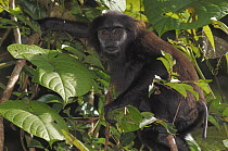 Pig-tailed Snub-nosed Monkey (Simias concolor) in tree, Siberut Island, Sumatra