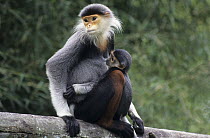 Douc Langur (Pygathrix nemaeus) mother nursing young, native to Asia
