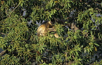 Capped Langur (Trachypithecus pileatus) in tree, India