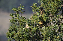 Capped Langur (Trachypithecus pileatus) in tree, India