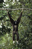 White-handed Gibbon (Hylobates lar) calling while hanging from branch, native to Asia