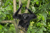 Muller's Bornean Gibbon (Hylobates muelleri) in tree, native to Borneo