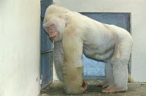 Western Lowland Gorilla (Gorilla gorilla gorilla), albino male named Snowflake, Barcelona Zoo, Spain