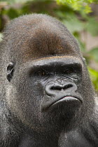 Western Lowland Gorilla (Gorilla gorilla gorilla) silverback male appearing to pout, native to central Africa