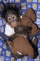 Orangutan (Pongo pygmaeus) orphan baby with stuffed toy, native to Borneo