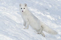 Arctic Fox (Alopex lagopus) in winter, Omega Park, Montebello, Quebec, Canada