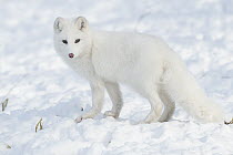Arctic Fox (Alopex lagopus) in winter, Omega Park, Montebello, Quebec, Canada