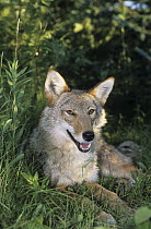 Coyote (Canis latrans) lying in grass, native to North America