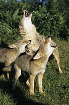 Coyote (Canis latrans) parent and pups howling, native to North America