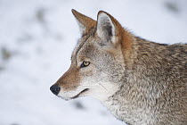 Coyote (Canis latrans), Omega Park, Montebello, Quebec, Canada