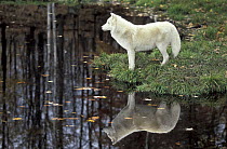 Arctic Wolf (Canis lupus) on shore, Omega Park, Montebello, Quebec, Canada