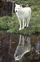 Arctic Wolf (Canis lupus) on shore, Omega Park, Montebello, Quebec, Canada