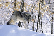 Wolf (Canis lupus) in winter, Omega Park, Montebello, Quebec, Canada