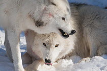 Arctic Wolf (Canis lupus) showing aggresion towards submissive individual, Omega Park, Montebello, Quebec, Canada