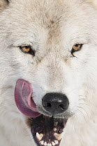 Arctic Wolf (Canis lupus) licking chops, Omega Park, Montebello, Quebec, Canada