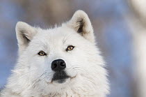 Arctic Wolf (Canis lupus), Omega Park, Montebello, Quebec, Canada