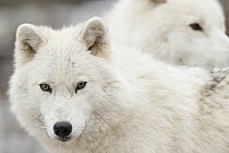 Arctic Wolf (Canis lupus) pair, Omega Park, Montebello, Quebec, Canada