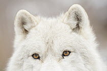 Arctic Wolf (Canis lupus) eyes, Omega Park, Montebello, Quebec, Canada
